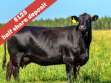 Local 100% All Natural American Wagyu Beef Cattle Shares Deposit