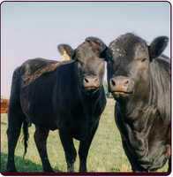 20 lbs. Local Grassfed/Finished Assorted Mixed Cuts Beef Box (Ground, Steak, Roast, etc) Golden Hour Farm